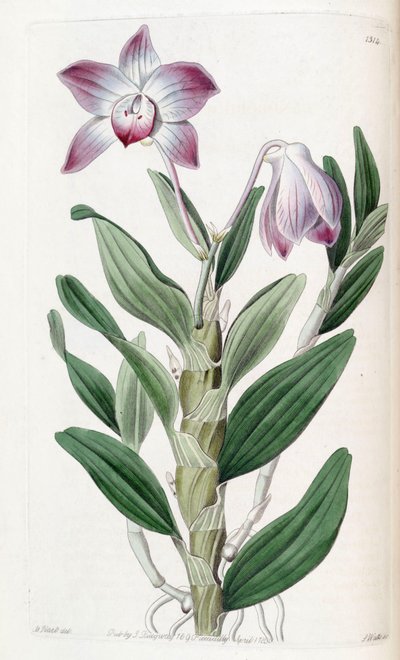 Dendrobium moniliforme door Jams  Watts